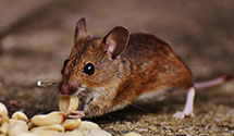 24 Hour & Emergency Exterminators in Inguadona, MN